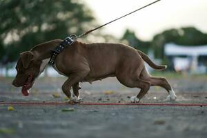 closeup, Pitbull dog from the side is happy. photo