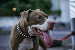 de cerca, frente ver de un pitbull perro siendo jugado con en un urbano zona foto