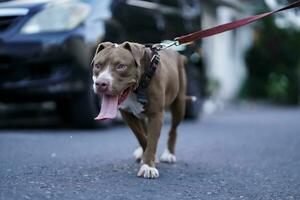 closeup, front view of a pitbull dog being played with in an urban area photo