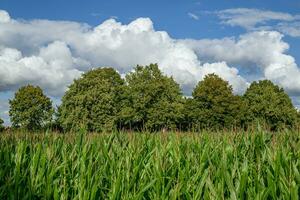 late summer in westphalia photo