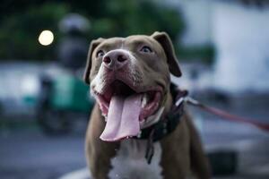 closeup, front view of a pitbull dog being played with in an urban area photo