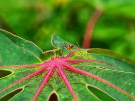 un pequeño insecto en un hoja con rosado flores foto