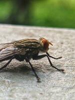 Flying flies with red eyes photo