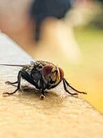 Black butterfly with red eye photo