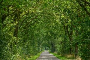 summer time in the german westphalia photo