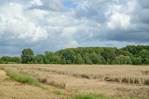 summer time in the german westphalia photo