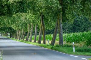 summer time in the german westphalia photo