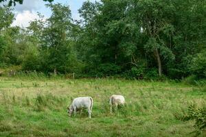 summer time in the german westphalia photo