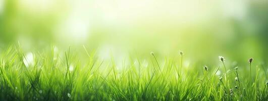 Dewy fresh grass in spring sun. Seasonal meadow background with light bokeh and short depth of field. AI Generated photo