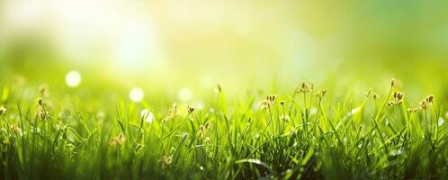 Dewy fresh grass in spring sun. Seasonal meadow background with light bokeh and short depth of field. AI Generated photo