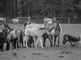 salvaje caballos y potros foto