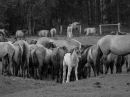 caballos salvajes en westfalia foto