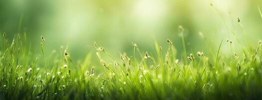 Dewy fresh grass in spring sun. Seasonal meadow background with light bokeh and short depth of field. AI Generated photo