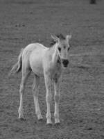 wild horses and foals photo