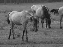 horses on a  german field photo