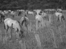 caballos en un alemán campo foto