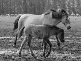 wild horses and foals photo