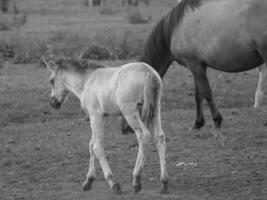 wild horses in germany photo