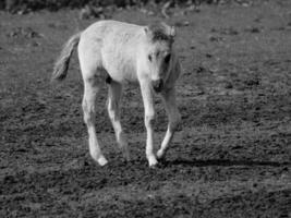 wild horses and foals photo