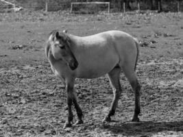 wild horses and foals photo