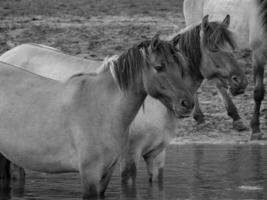 wild horses and foals photo