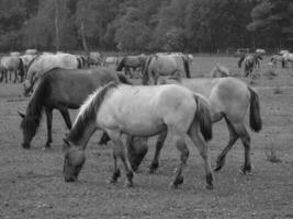 caballos en un alemán campo foto