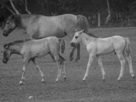 caballos salvajes en alemania foto