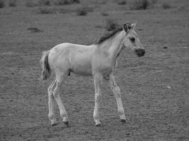 wild horses in germany photo