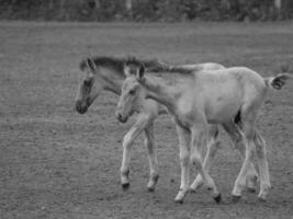 caballos salvajes en alemania foto