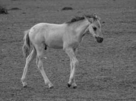 caballos salvajes en alemania foto