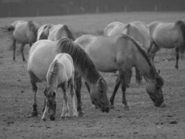 wild horses in germany photo