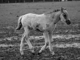 wild horses in westphalia photo