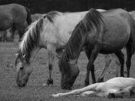 caballos en un alemán campo foto