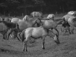wild horses in the german westphalia photo