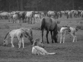 caballos en un alemán campo foto