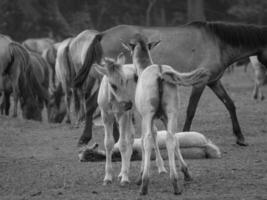salvaje caballos en el alemán Westfalia foto