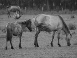 caballos en un alemán campo foto