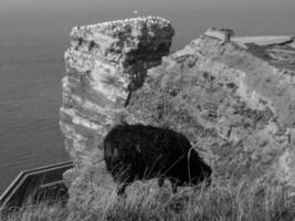 isla de helgoland en el mar del norte foto