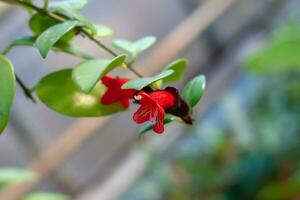 Small red bell-like flower with green leaves. Stamens stick out. Selective focus on the flower, the background is blurred. photo