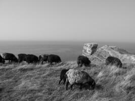 isla de helgoland en el mar del norte foto