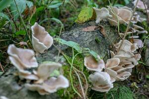 Many mushrooms on a lying tree. Tree in the grass and branches. Mushrooms are light brown. photo