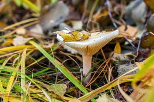 A large beautiful toadstool grows in old grass and foliage with branches. Selective focus on the mushroom. The background is blurry. photo