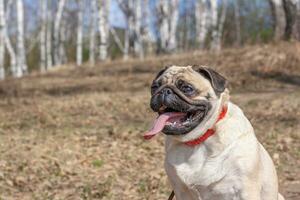 Funny fat pug with open mouth and long tongue in the forest. Red leather collar and brown leash. Blurred grass and birches on the background. Copy space. Horizontal. photo