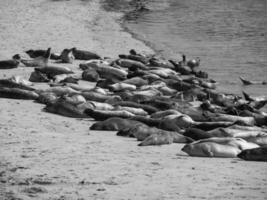 isla de helgoland en el mar del norte foto