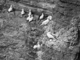 isla de helgoland en el mar del norte foto