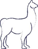 Llama hand drawn vector illustration