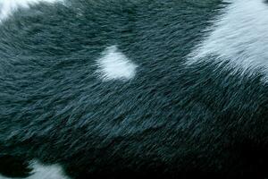 Short black-white fur texture. Dog fur. Animal fur texture. Close-up. photo