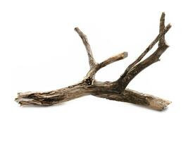 dead tree branch isolated on white background photo