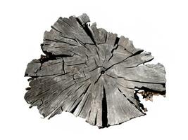 wood stump isolated on white background photo