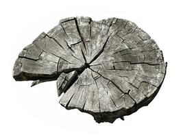 wood stump isolated on white background photo